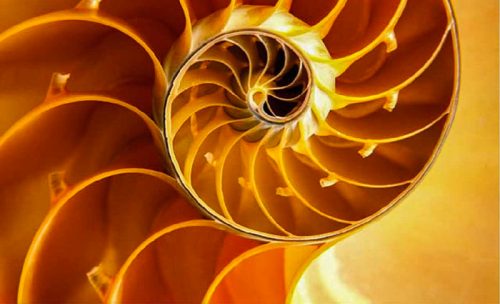 The-Deepening_spiral-shell_700x425